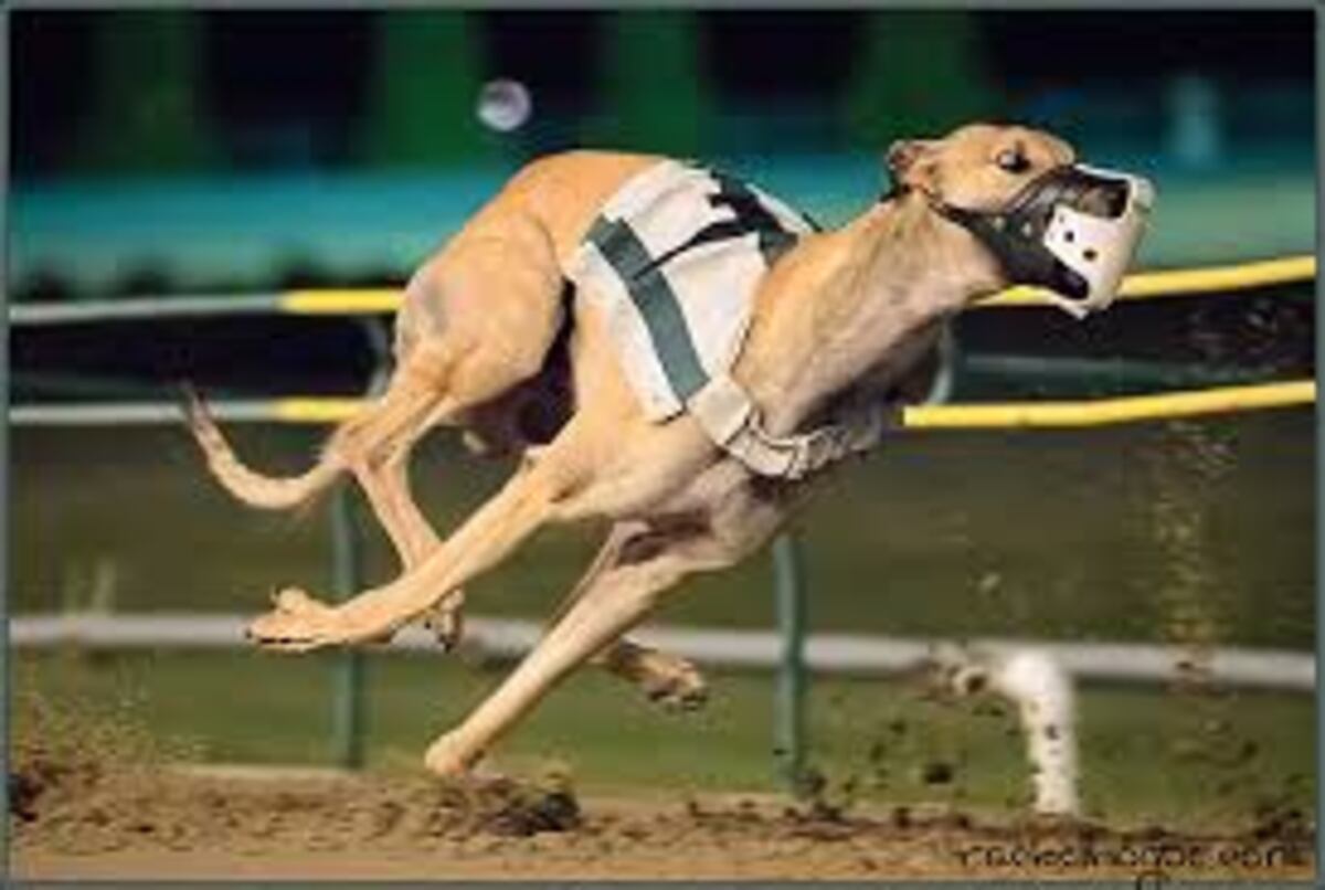 Luego de que un perro galgo tuviera una impresionante carrera descubren dopaje