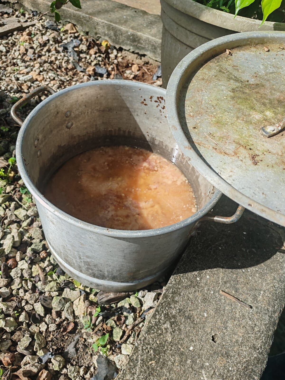 Holocausto de los gatos: cae refugio en Arraiján lleno de animales enfermos y MOCA asume su custodia 