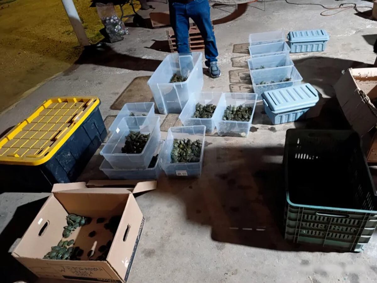 Tráfico con caparazón: Rescatan más de 3 mil crías de tortuga en México