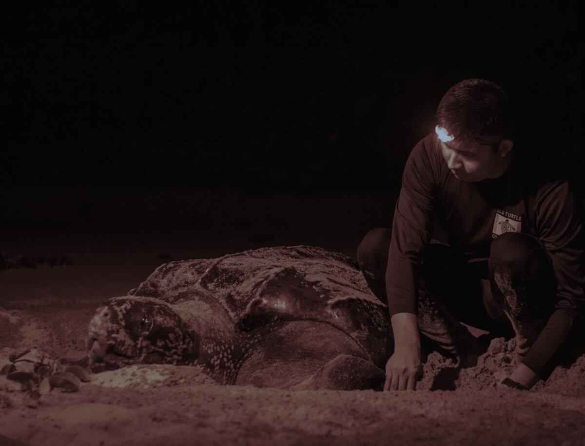 Conoce un poco más sobre las tortugas Baulas en Panamá. El próximo 16 de junio celebrará el Día Mundial de las Tortugas Marinas