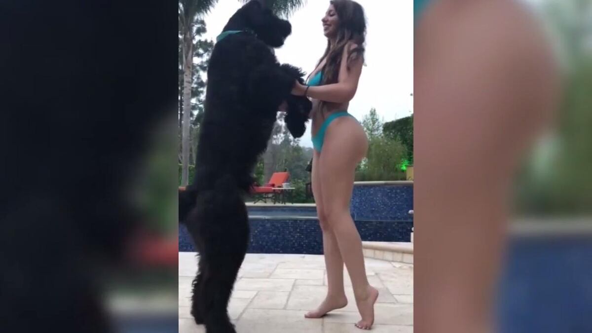 Increíble, millonario demandó a una modelo por acosar sexualmente a su perro