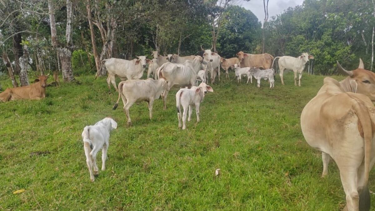 Programa ‘Un Mejor Semental’ ya deja resultados visibles en fincas ganaderas de Colón