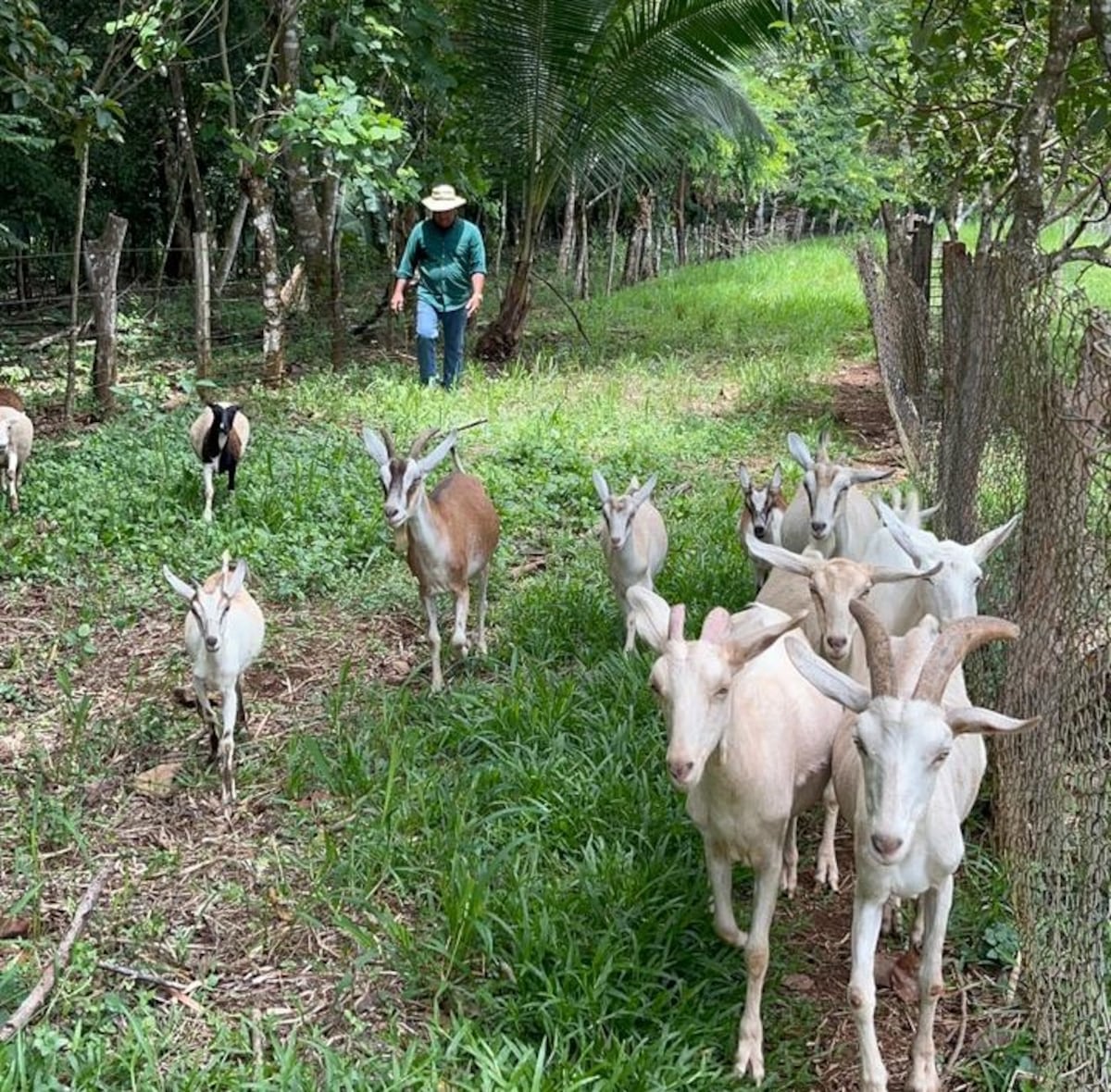 Jornada agropecuaria en San Pablo Viejo inicia plan piloto para fortalecen el rubro ovino-caprino en Chiriquí