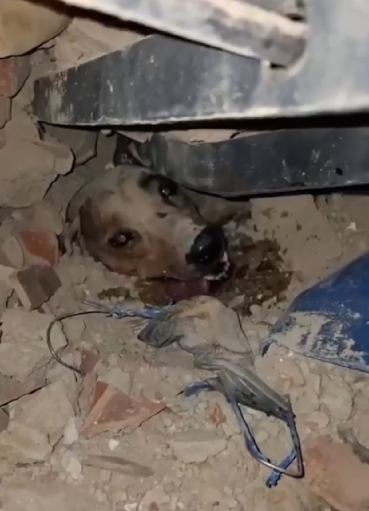 Perritos y gatos son rescatados entre los escombros en Venezuela + VIDEOS