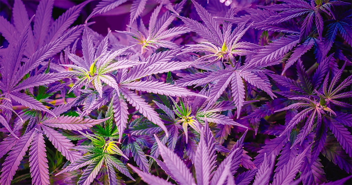 ¡Cuidado! Con la Marihuana morada: El peligro detrás de sus altos niveles de THC y los peligros para la salud que debes conocer
