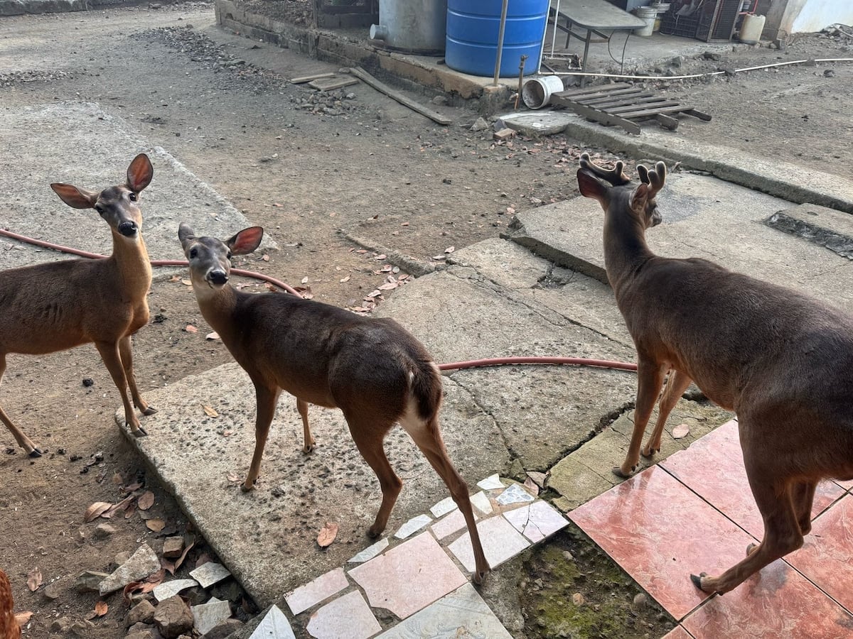 ¡Cazadores al acecho! Capturan a 50 personas por cacería ilegal en áreas protegidas en lo que va del 2025