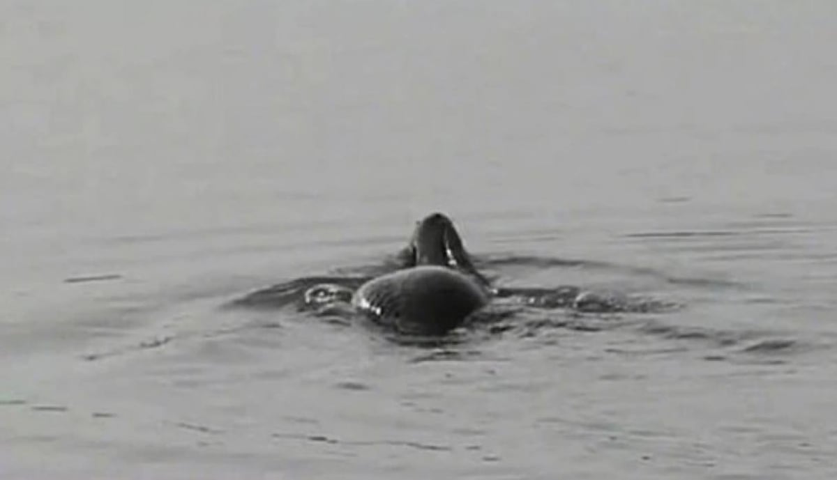 'Monstruo' con cabeza de tortuga y cuerpo de serpiente desata el pánico