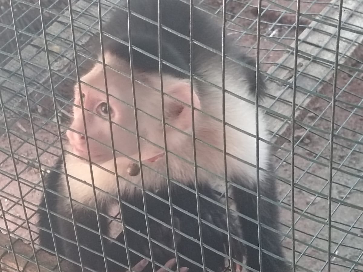 ¡Cazadores al acecho! Capturan a 50 personas por cacería ilegal en áreas protegidas en lo que va del 2025