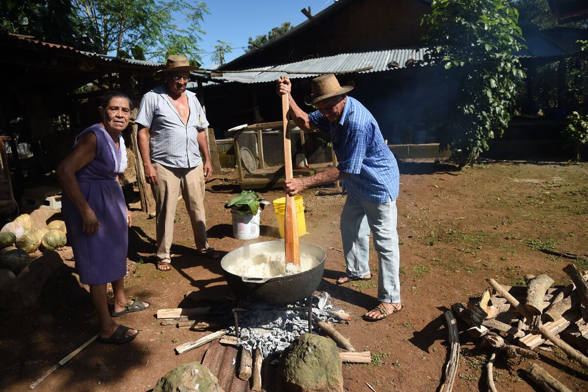 La corta de arroz, una tradición de nuestra campiña 