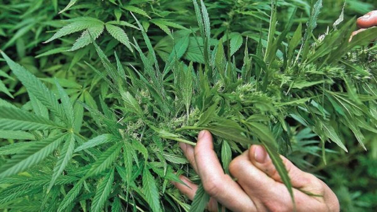 Ecuador está a punto de legalizar cannabis medicinal