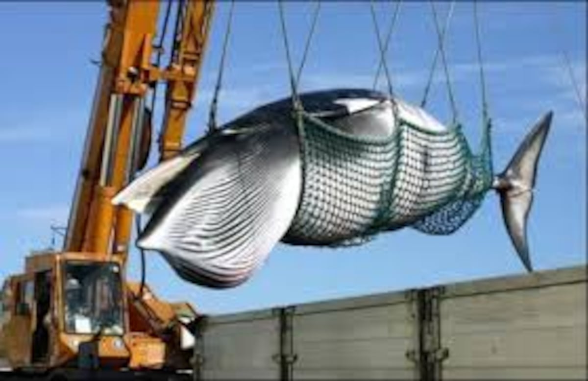 En Japón durante el verano cazaron unas 120 ballenas preñadas