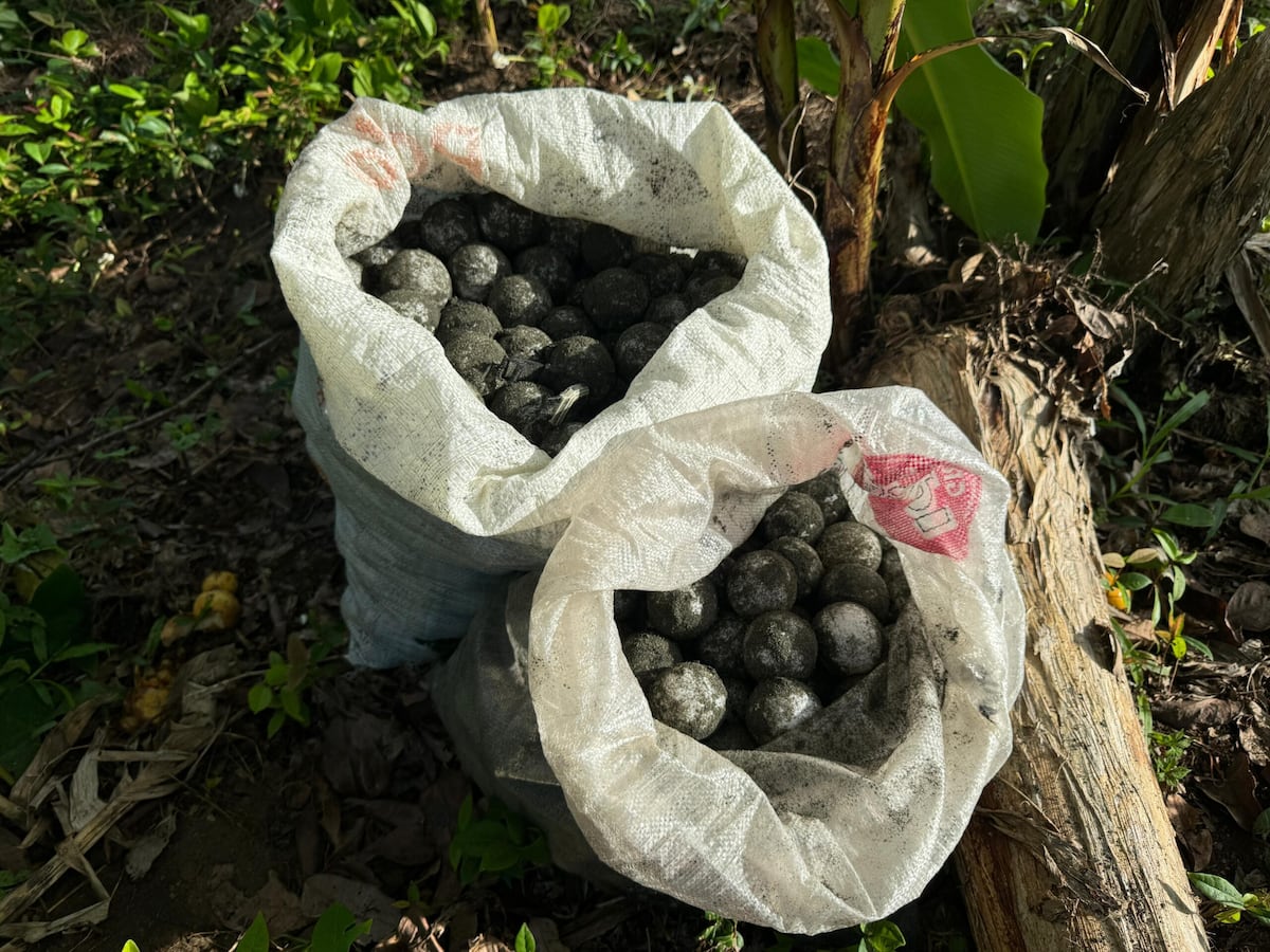 Operativo en Playa Soropta frustra tráfico de huevos de tortuga baula