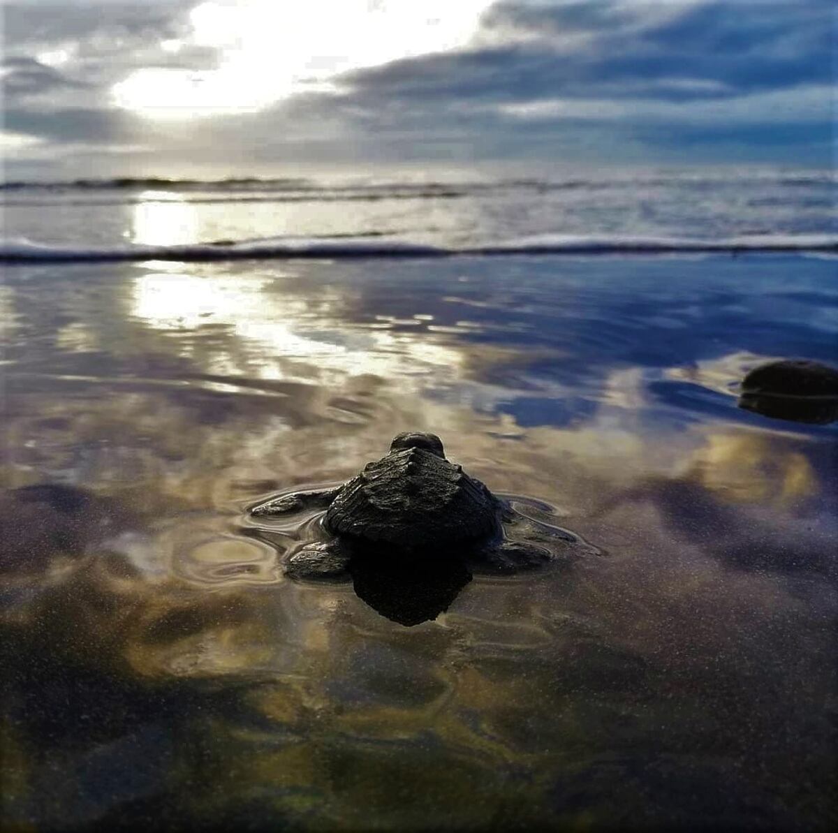 Iniciativa pretende proteger las tortugas marinas en Panamá