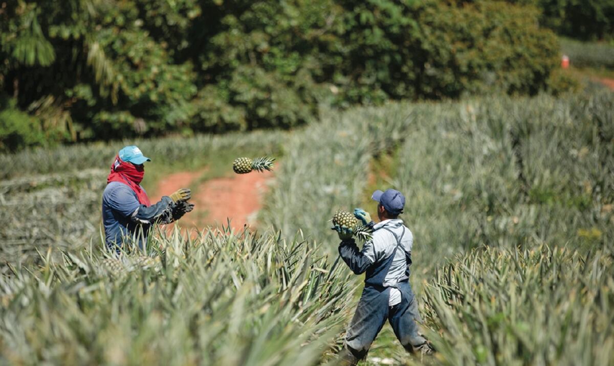 Contraloría informa que el Censo Nacional Agropecuario costará $19 Millones