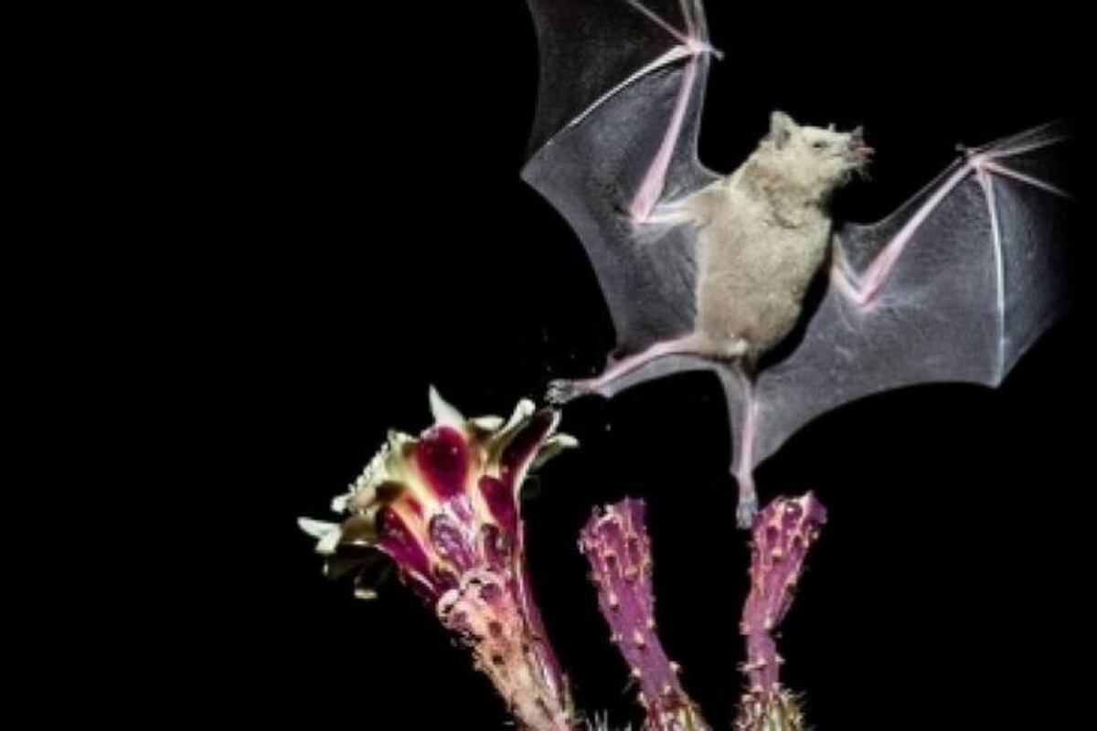 Mexicanos conservan murciélagos para proteger proceso de polinización