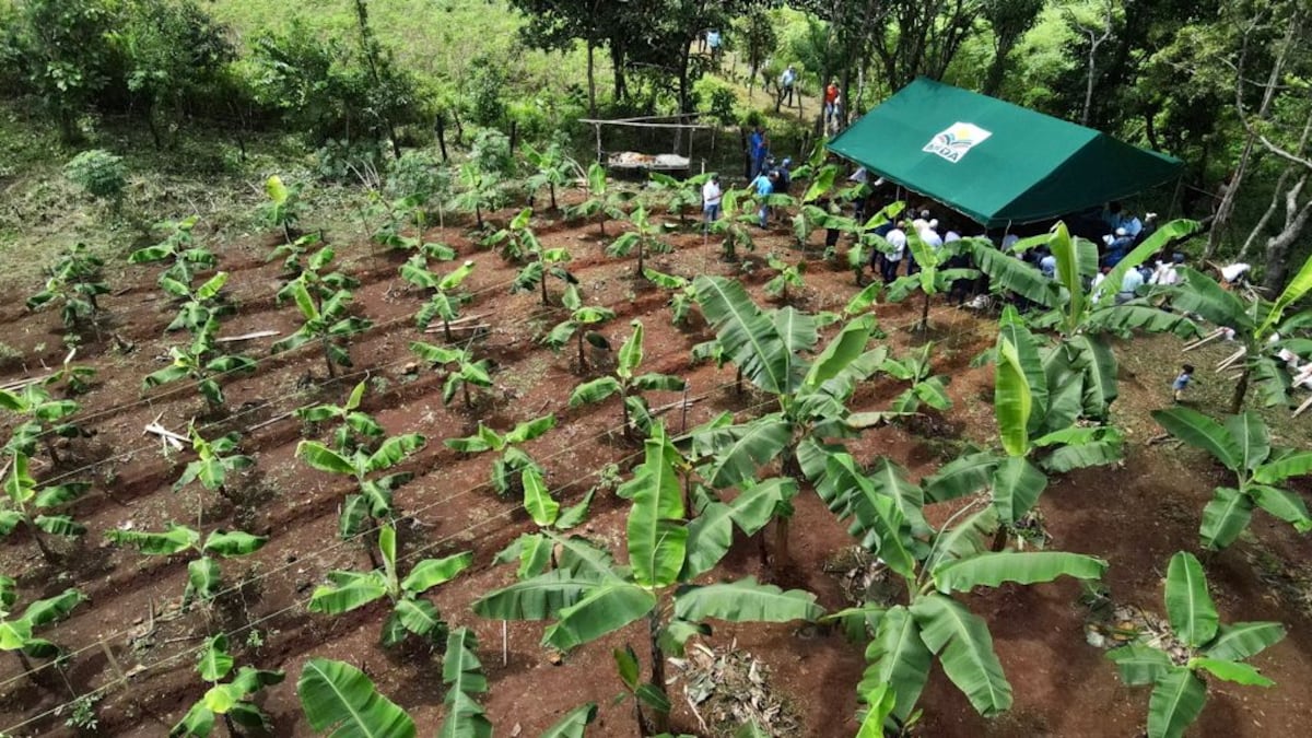 Familias Ngäbe-Buglé cultivan sus tierras 