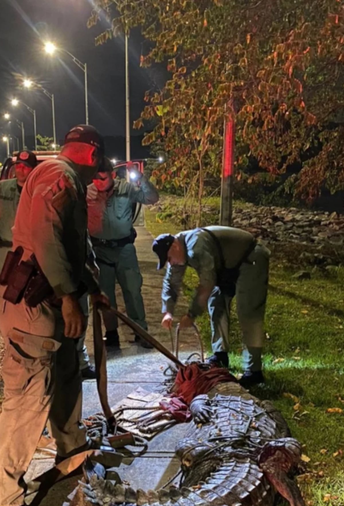 Capturan a cocodrilo de 5 metros cerca de viviendas en Río Abajo