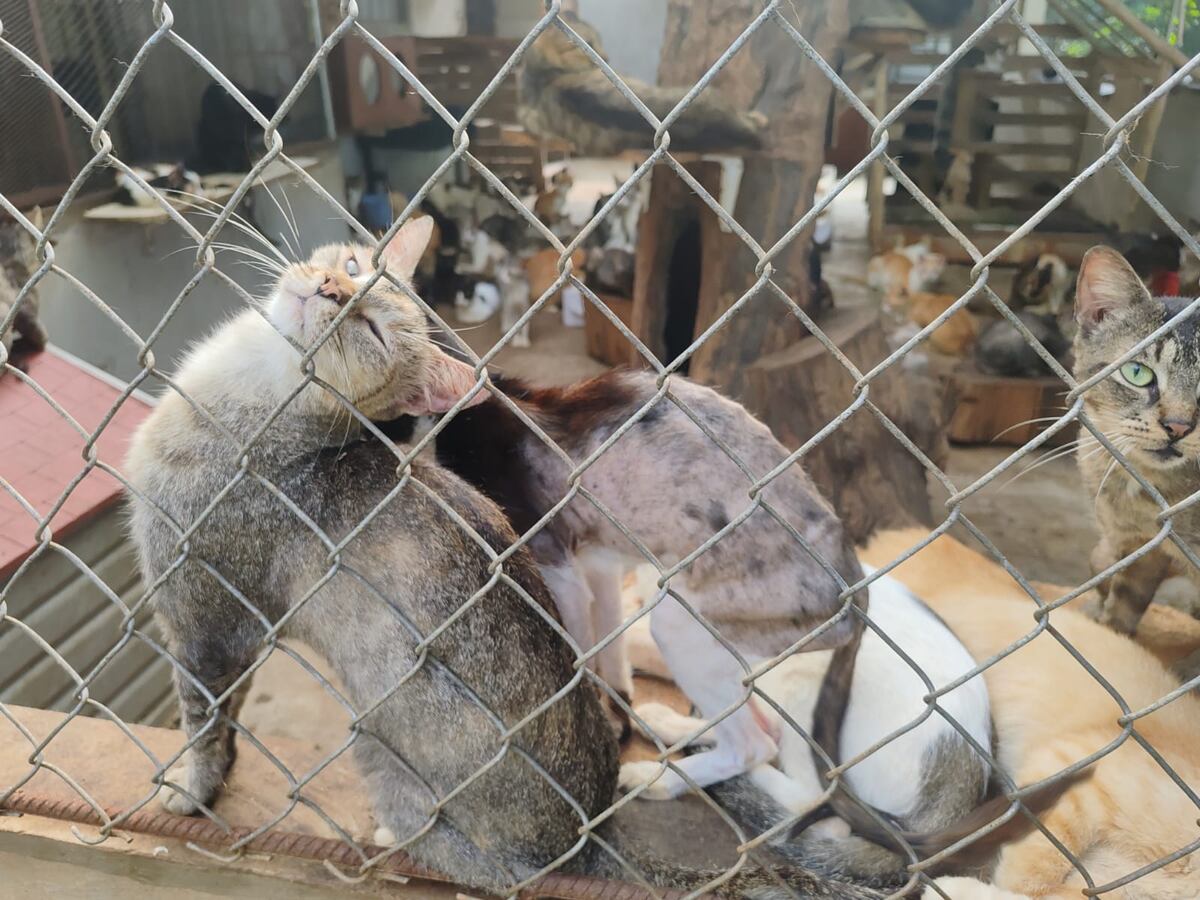El ‘albergue’ donde los gatos maullaban de miedo: denuncian rituales satánicos y sacrificios nocturnos en Catolina Fundación. Dos colombianas detenidas
