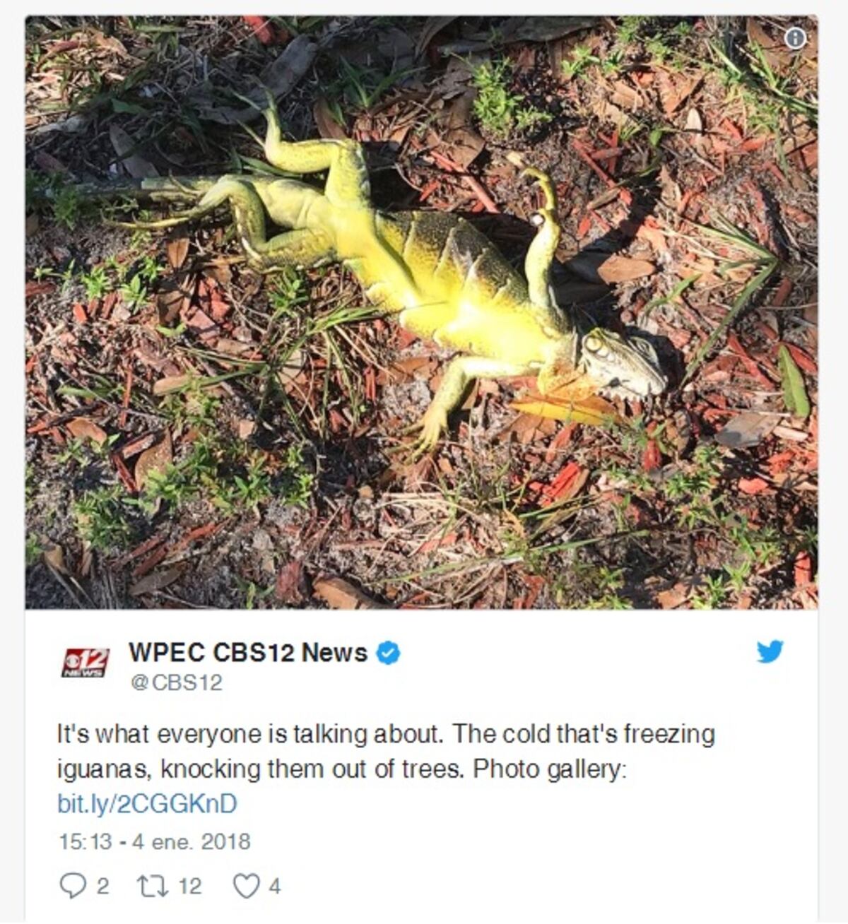 ¡POBRECITAS! El frío en Florida es tan violento que congeló a las iguanas