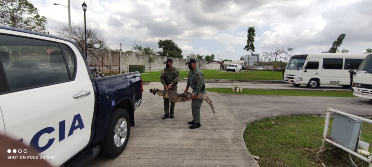 Qué susto. Babilllo se paseaba por Costa del Este