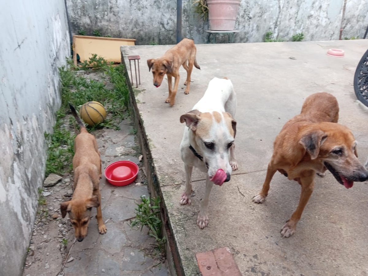 El ‘albergue’ donde los gatos maullaban de miedo: denuncian rituales satánicos y sacrificios nocturnos en Catolina Fundación. Dos colombianas detenidas