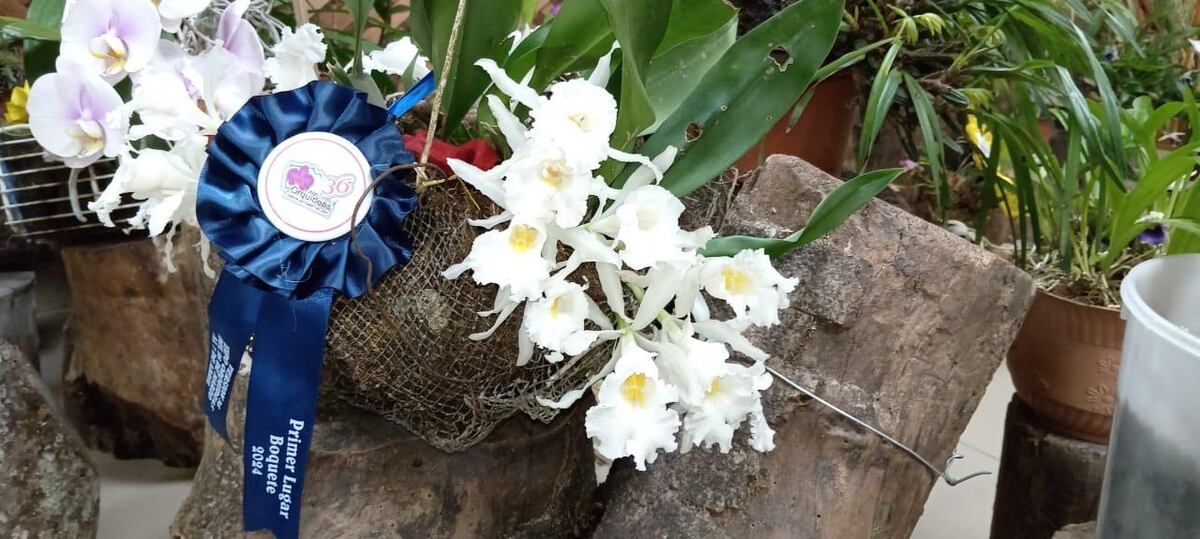 Orquídeas exóticas atraen la atención de los visitantes a la feria que se realiza en Boquete 