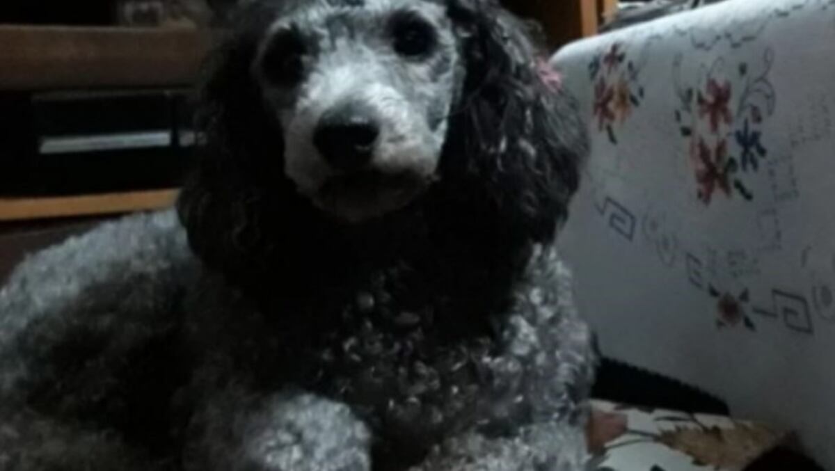 Esta pareja de ancianos ofreció su jubilación a cambio de su perrita perdida