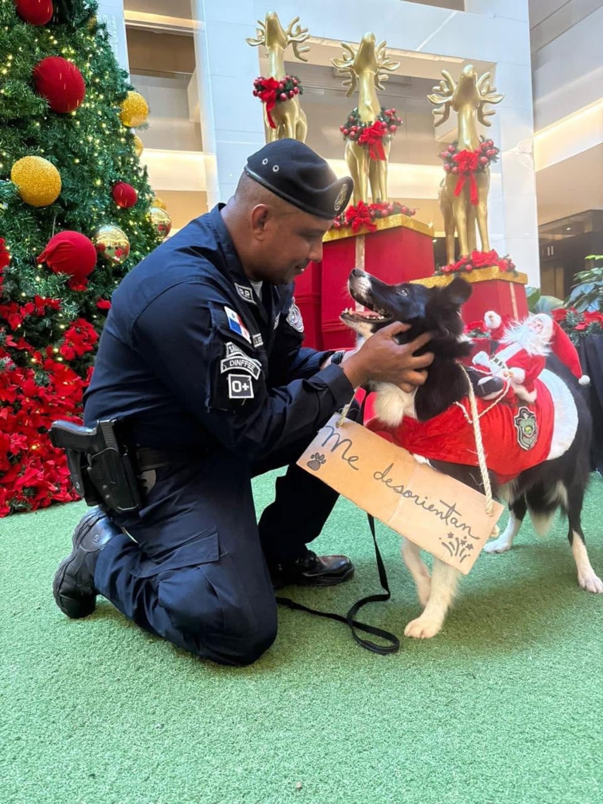 Fuegos, ruido y mascotas: la alerta de fin de año