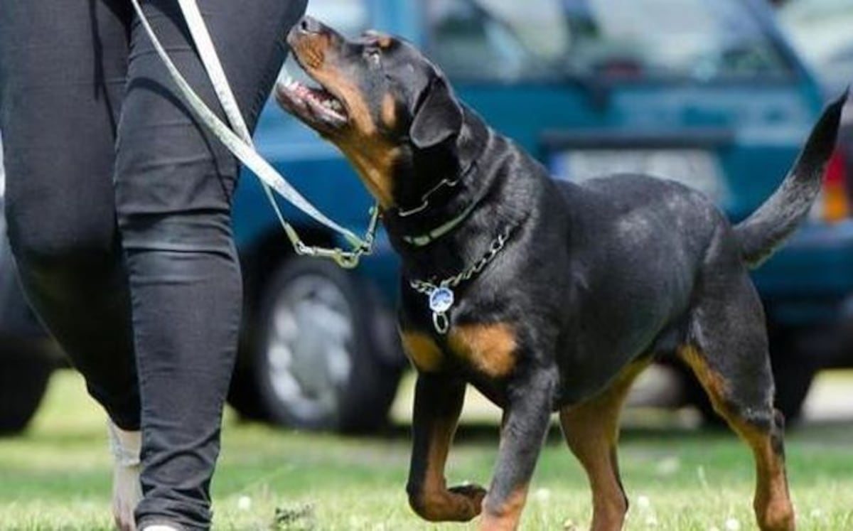 Heridos un niño de 15 meses y su abuela por mordeduras de dos rottweiler