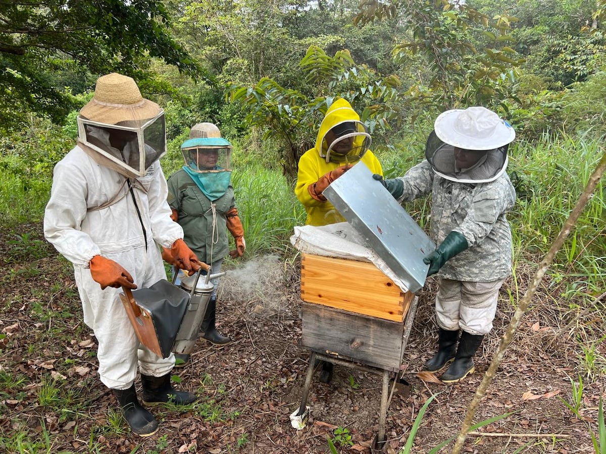 Producción de miel en Panamá crece y supera los 67 mil galones en 2025
