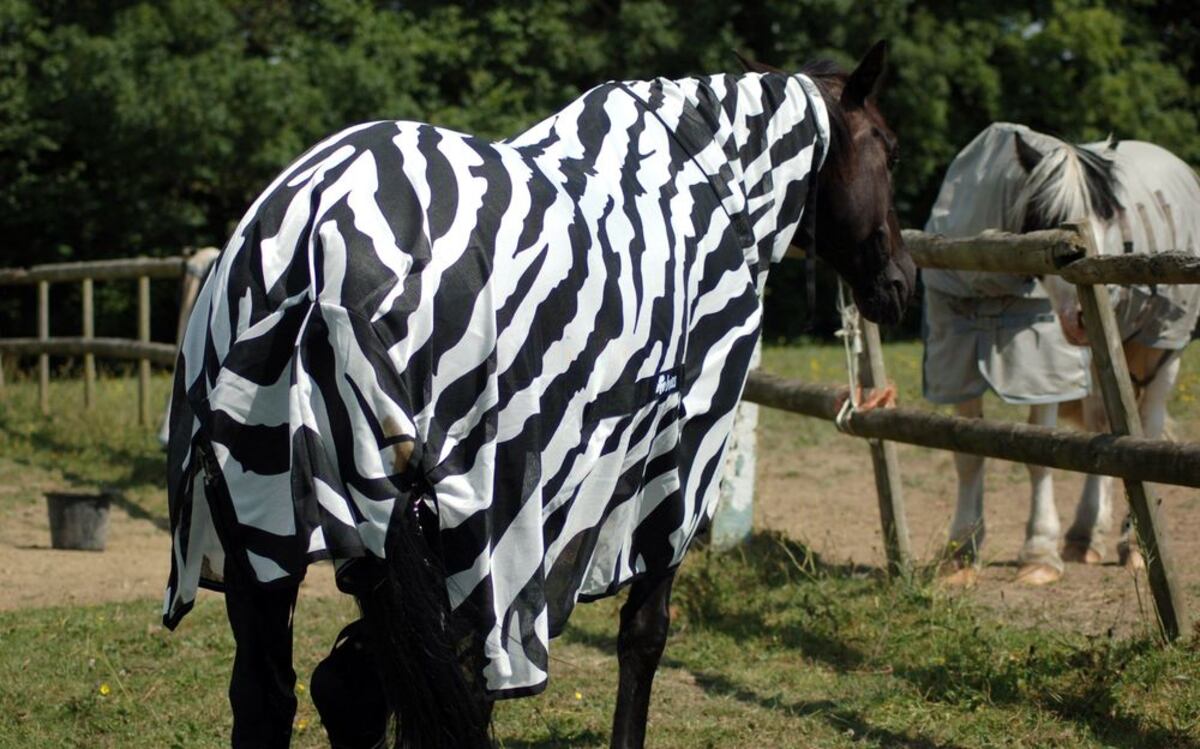 Estudio revela que las rayas de cebras ahuyentan a insectos