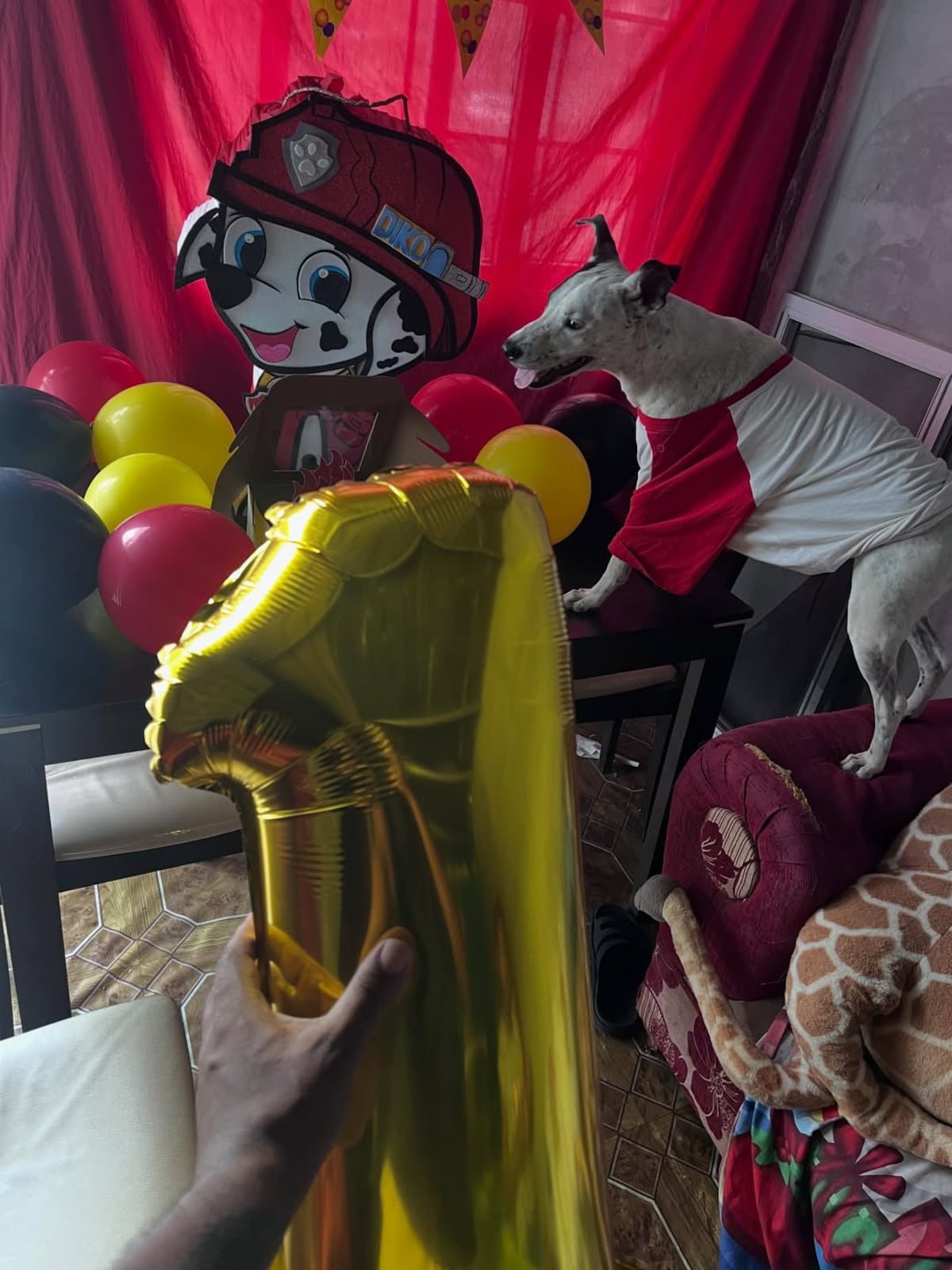 ¡Fiesta perruna! La Dikisima lo dio todo en el cumpleaños de su perro Diko Antonio