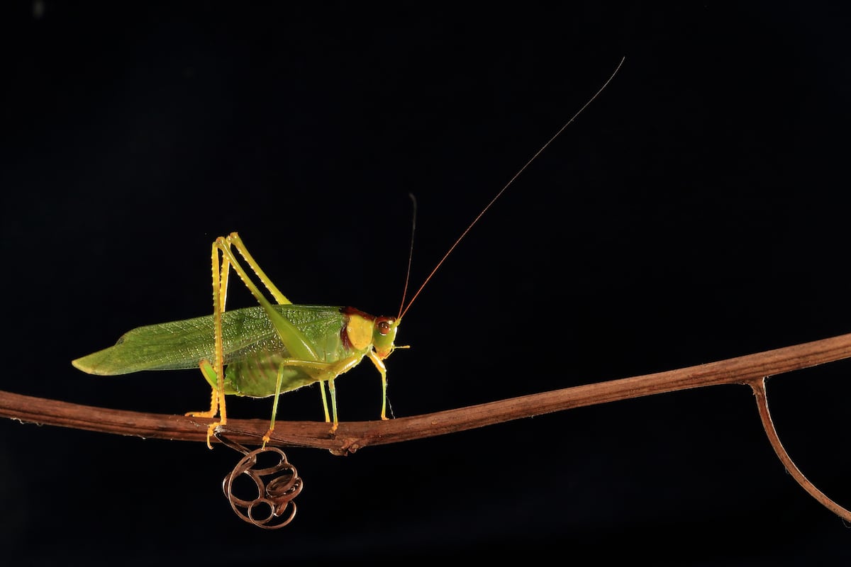 Escuchar a los saltamontes: la nueva forma de estudiar insectos tropicales en Panamá