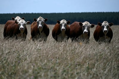 Mujer muere tras ataque de vacas en los Alpes austriacos