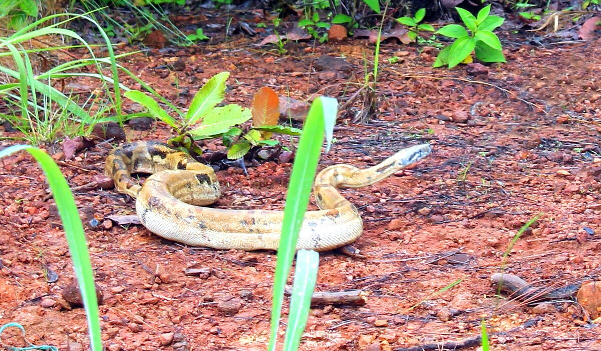 El suplicio de las áreas apartadas en Panamá