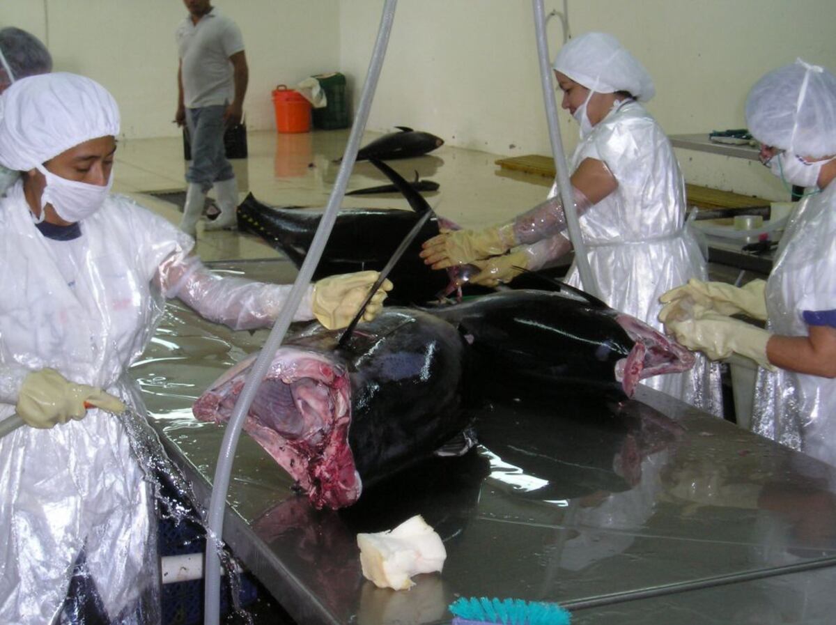 Sector pesquero del país hace llamado a Cortizo