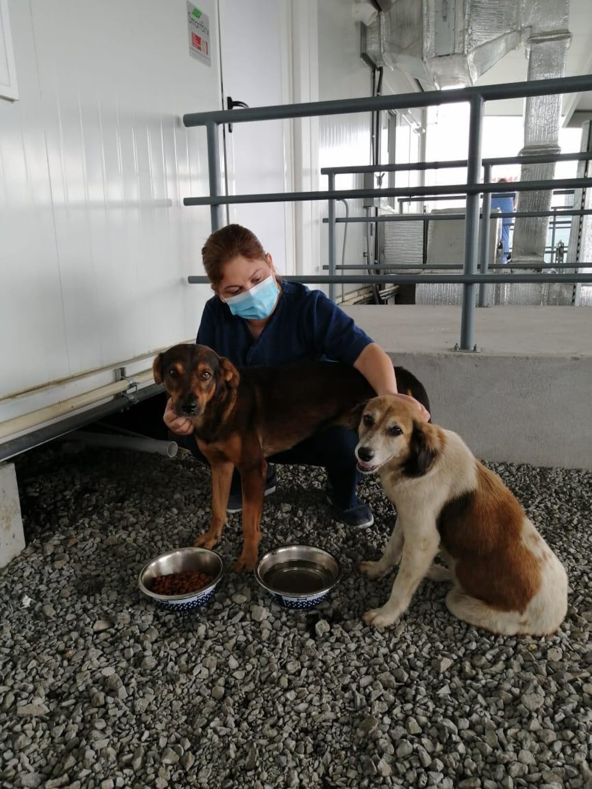 Intentan buscar un hogar para la perrita ‘Modular’, para que no le ocurra lo que a Soli