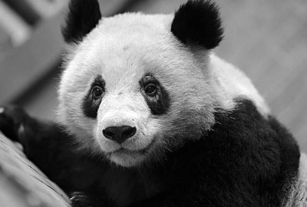 ¡Áyala! Los científicos están preocupados, ya que los osos pandas se blanquean