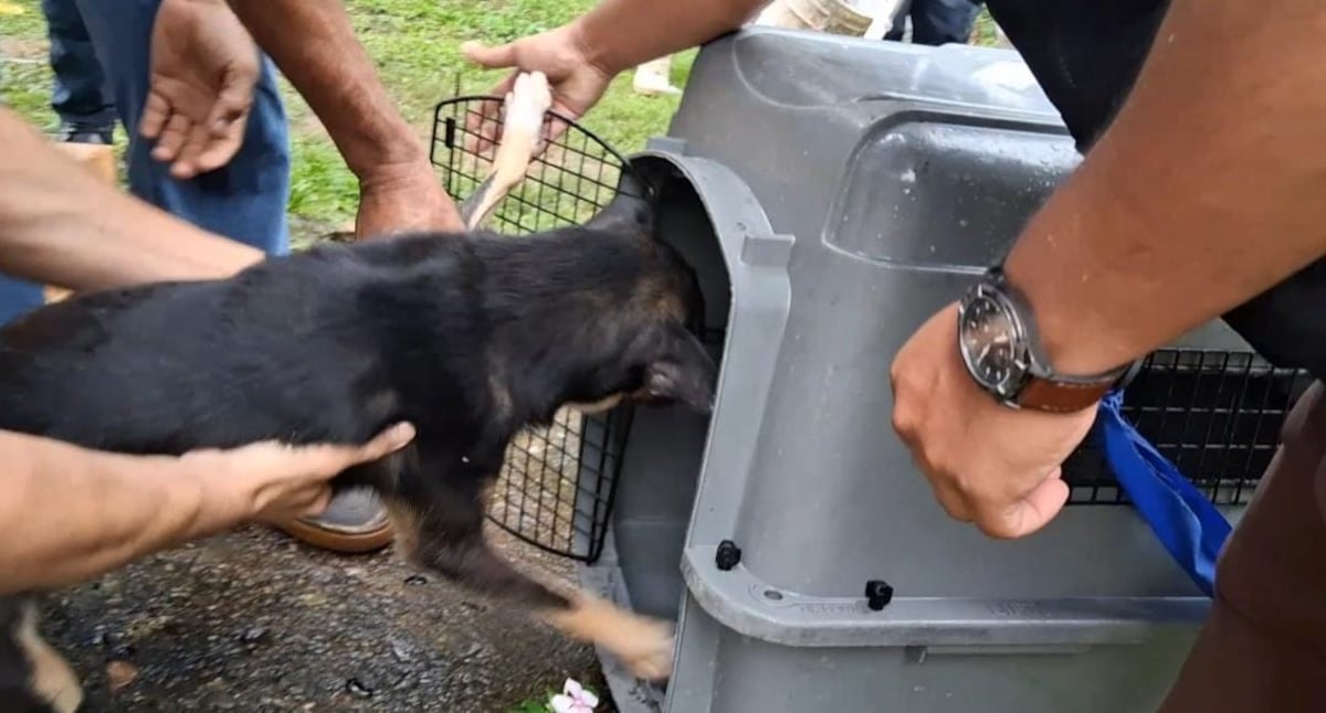 Salvan al perrito: Policía rescata canino maltratado en Pedregal
