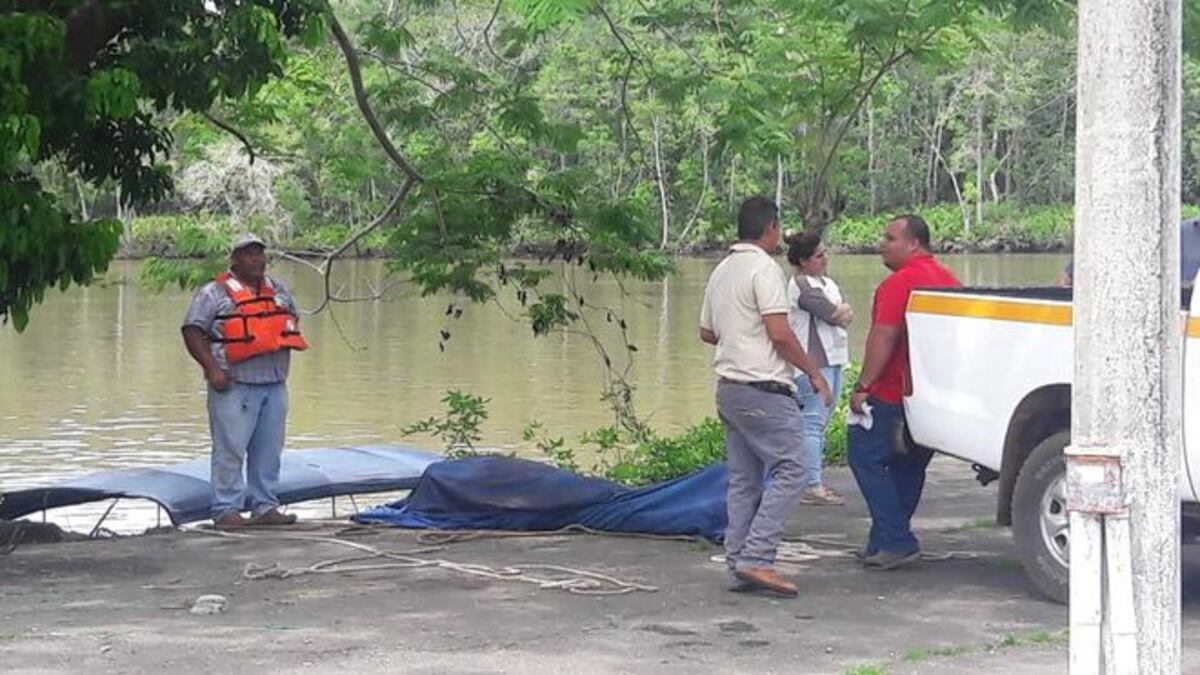¡LAMENTABLE! Mueren delfines que eran rescatados en río de David