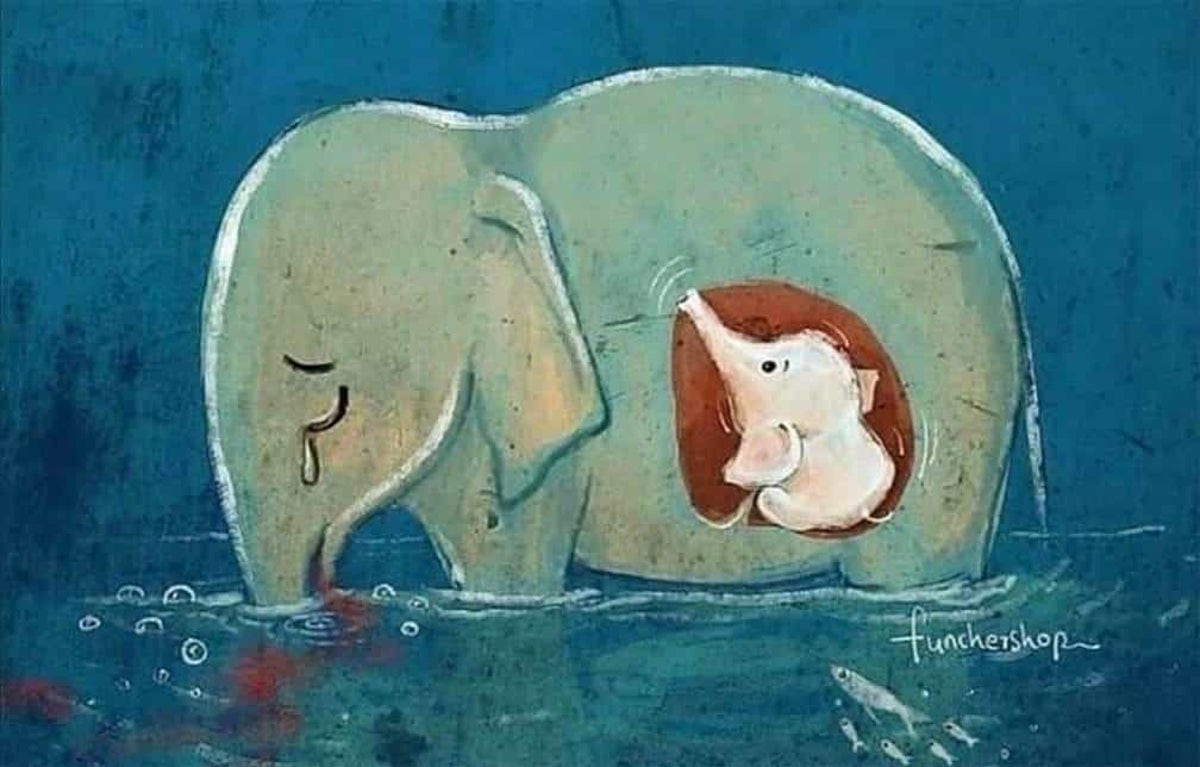 El mundo conmocionado por la muerte de una elefante embarazada luego de comer piña con explosivos