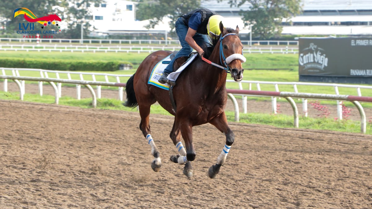 ¡Preparativos finales! Favoritos como Lodyto Race galopan rumbo al Clásico del Caribe este domingo