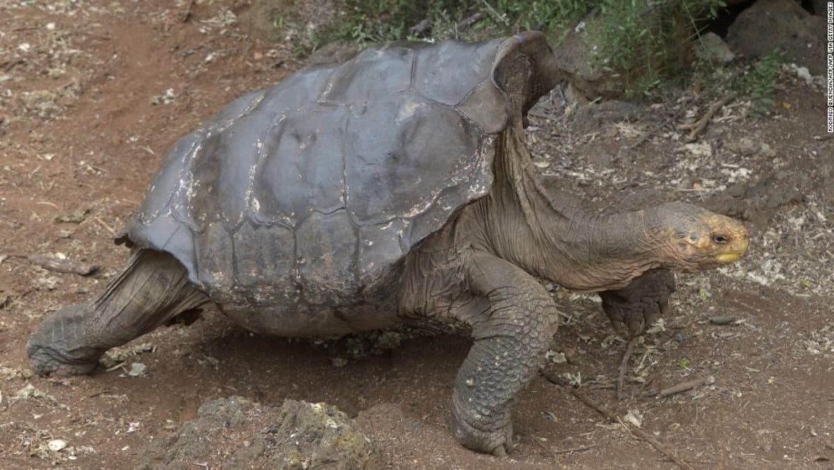 Esta tortuga tuvo tantas relaciones que salvó a toda su especie; ahora se va a casa