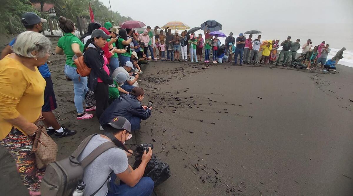 Hoy arranca la séptima versión de la Feria Ecoturística y de Conservación de la Tortuga Marina