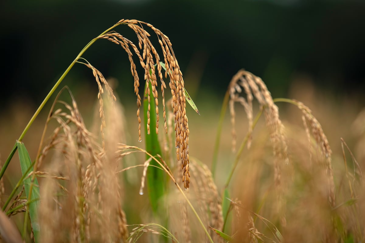 MIDA trae semillas certificadas de Colombia para potenciar la producción de arroz en Panamá