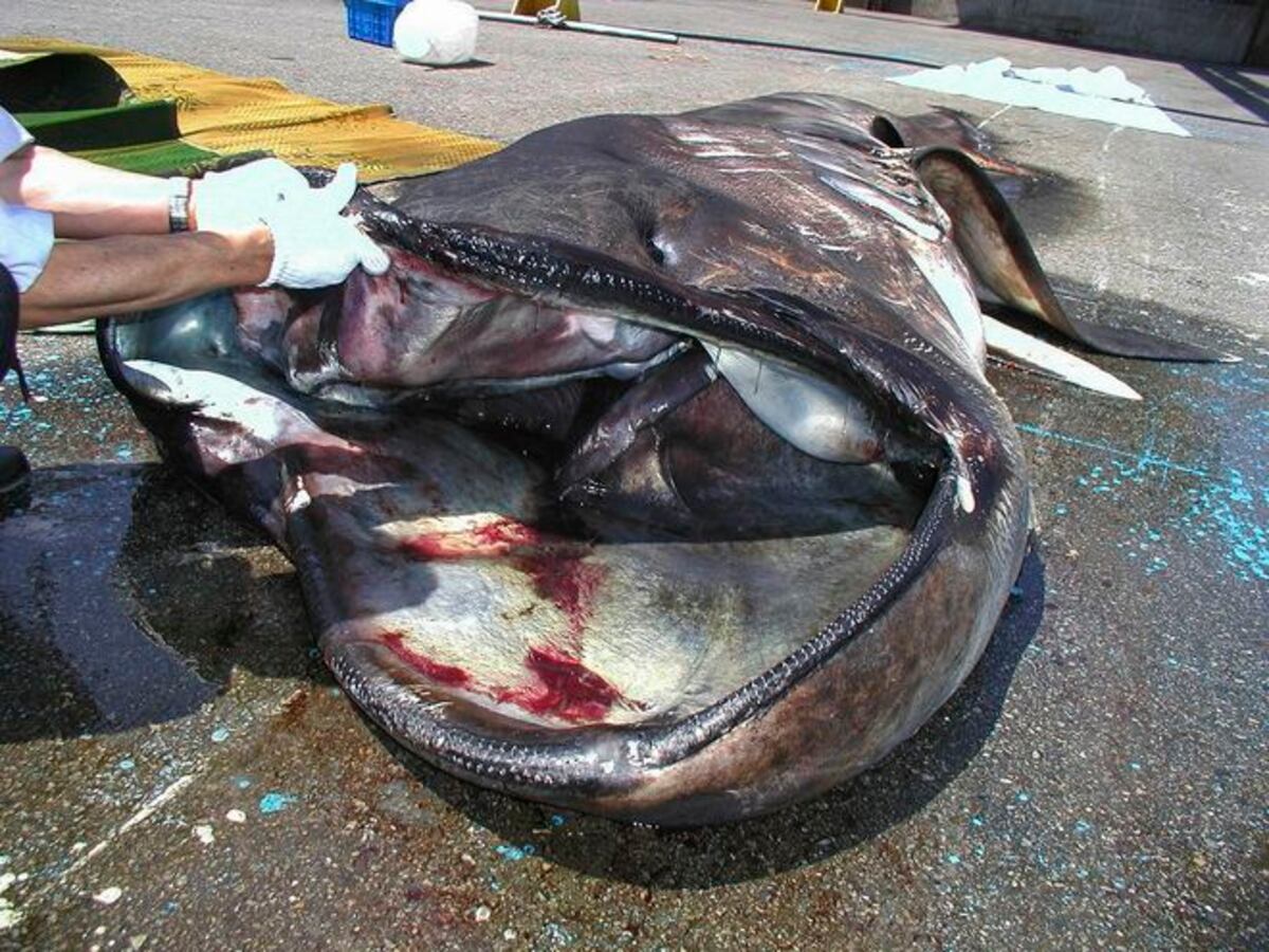 Hallazgo de inmenso tiburón preocupa a habitantes filipinos y temen tsunami