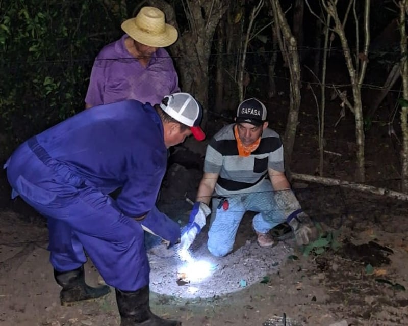 Jornada de captura de murciélagos en finca de Sabana Grande protege hato ganadero