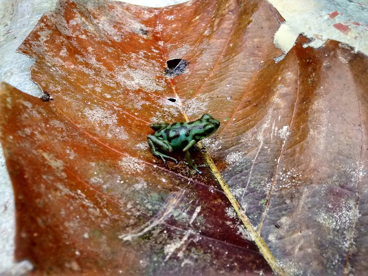 Ranita Vicente, una nueva especie descubierta en Panamá