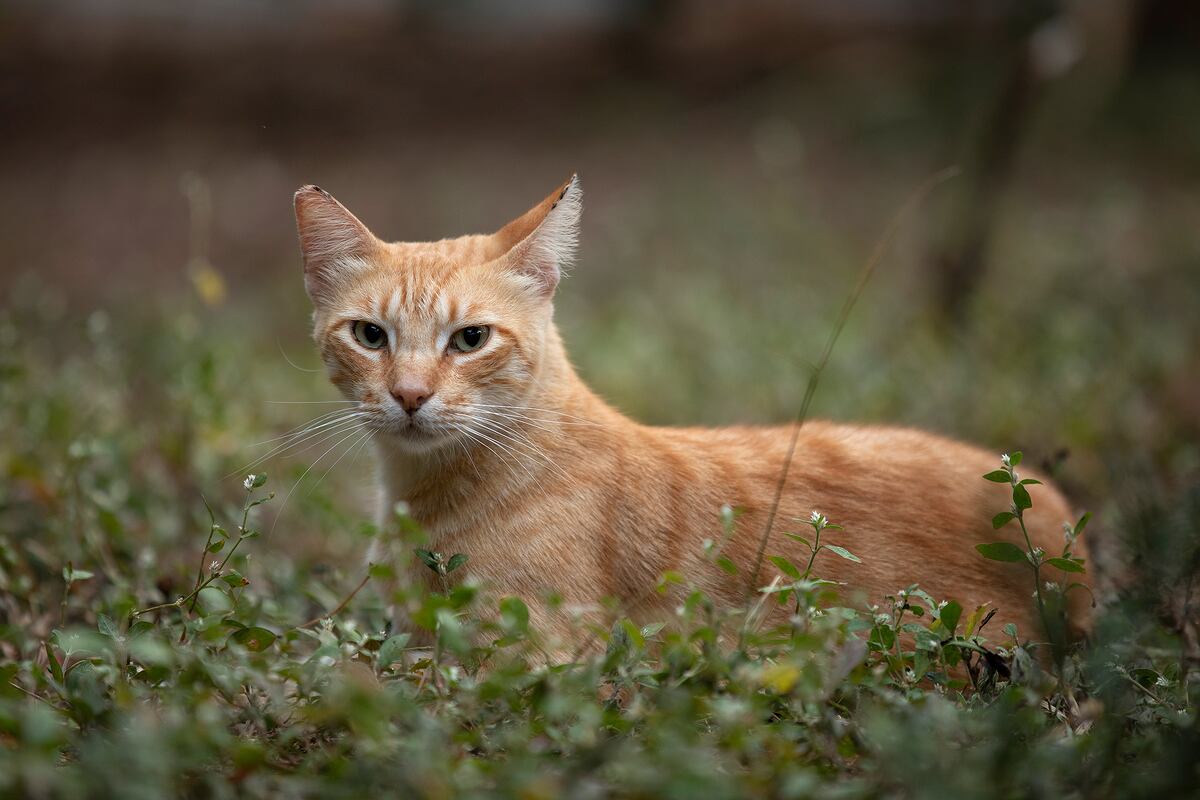 Gata envía accidentalmente carta de renuncia y deja a su dueña sin trabajo