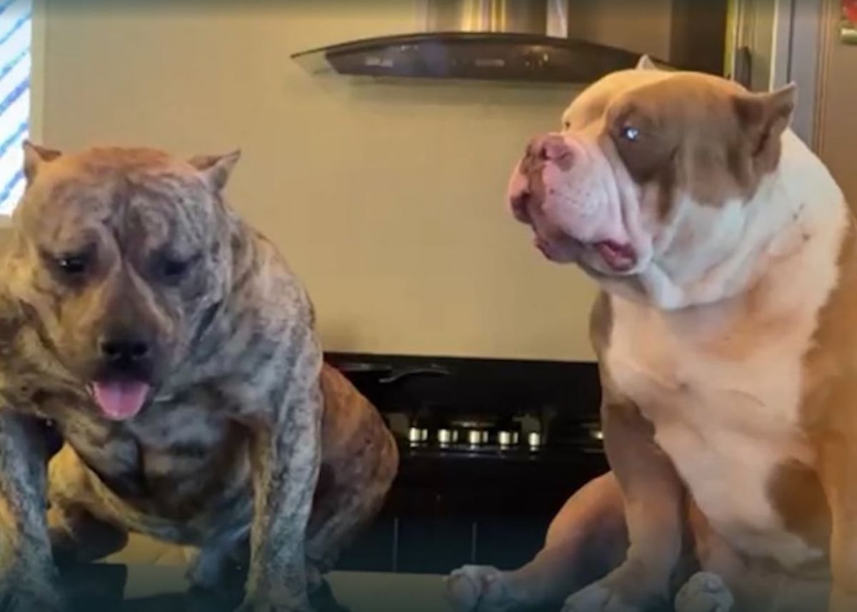 Mueren dos perros asfixiados en un carro; dueño señala a la Policía y ellos rechazan culpa